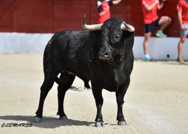 black bull with big horns in a traditional spectacle of bullfight in spain clipart