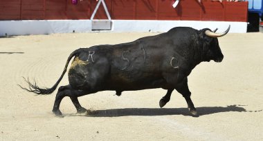 black bull with big horns in a traditional spectacle of bullfight in spain clipart