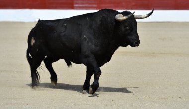 İspanya 'da geleneksel boğa güreşi gösterisinde boynuzlu siyah boğa