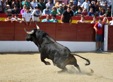 Boğa güreşinin geleneksel gösterisinde boynuzlu İspanyol siyah boğası