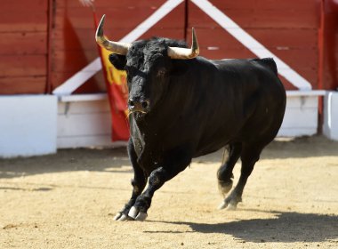 Boğa güreşinin geleneksel gösterisinde boynuzlu İspanyol siyah boğası