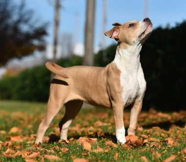 Parktaki köpek yavrusu Amerikalı zorba köpek.