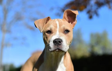 Küçük bir Amerikan zorba köpeği.