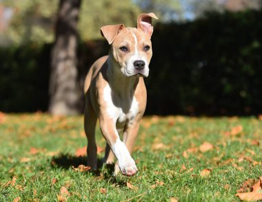 Amerikan zorba köpeği sahada