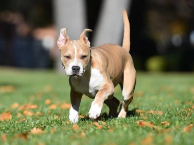 Amerikan zorba köpeği sahada