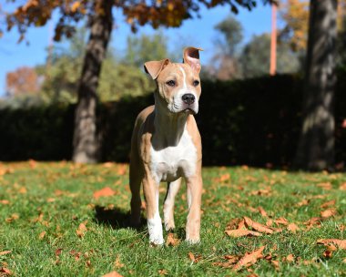 Amerikan zorba köpeği sahada