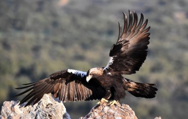İspanya 'daki dağda görkemli bir imparatorluk kartalı.