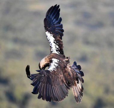 İspanya 'daki dağda görkemli bir imparatorluk kartalı.