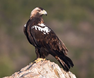 İspanya 'da görkemli bir imparatorluk kartalı.