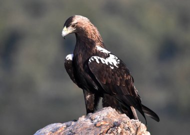 İspanya 'da görkemli bir imparatorluk kartalı.