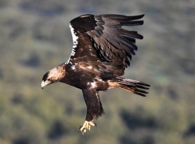 İspanya 'da görkemli bir imparatorluk kartalı.