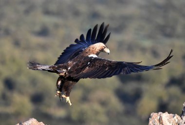 İspanya 'da görkemli bir imparatorluk kartalı.