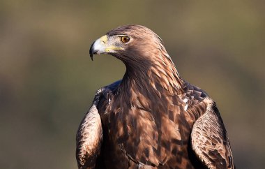 Görkemli bir altın kartal özgürlük içinde