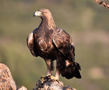 Görkemli bir altın kartal özgürlük içinde