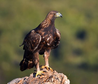 Görkemli bir altın kartal özgürlük içinde
