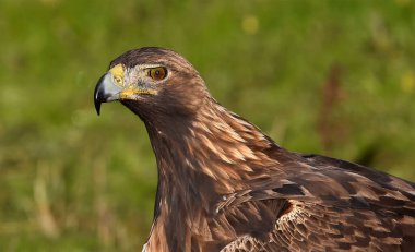 Görkemli bir altın kartal özgürlük içinde