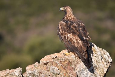 Görkemli bir altın kartal özgürlük içinde