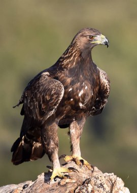 Görkemli bir altın kartal özgürlük içinde