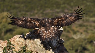 İspanya 'da görkemli bir altın kartal