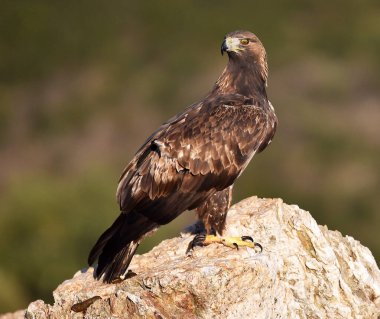İspanya 'da görkemli bir altın kartal