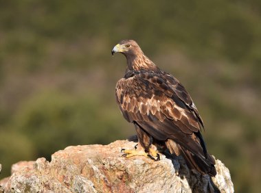 İspanya 'da görkemli bir altın kartal