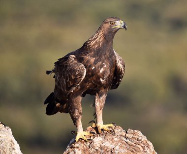 İspanya 'da görkemli bir altın kartal