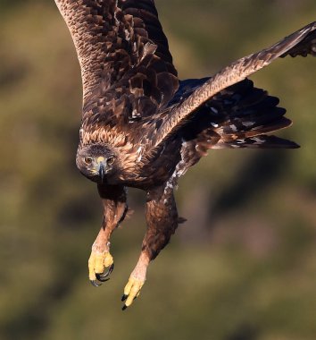 İspanya 'daki dağda görkemli bir altın kartal