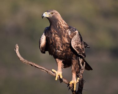 İspanya 'daki dağda görkemli bir altın kartal