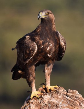 İspanya 'daki dağda görkemli bir altın kartal