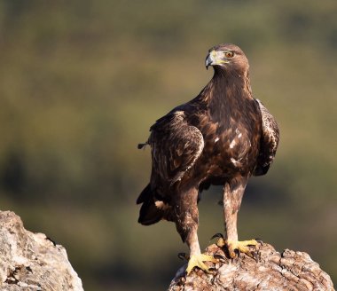 İspanya 'daki dağda görkemli bir altın kartal