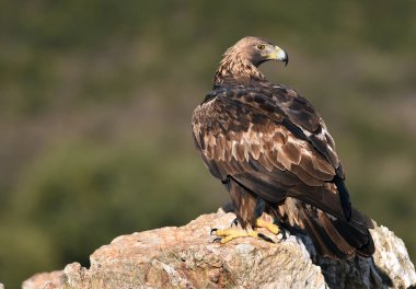 İspanya 'daki dağda görkemli bir altın kartal