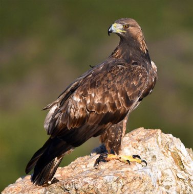 İspanya 'daki dağda görkemli bir altın kartal