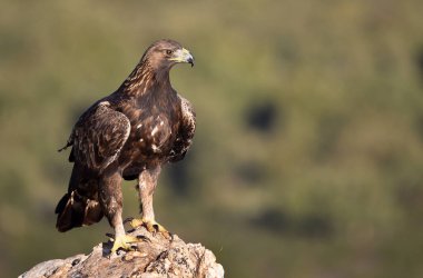 İspanya 'daki dağda görkemli bir altın kartal