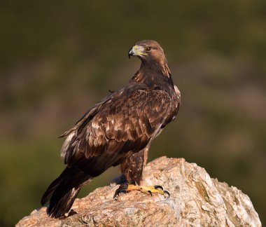 İspanya 'daki dağda görkemli bir altın kartal