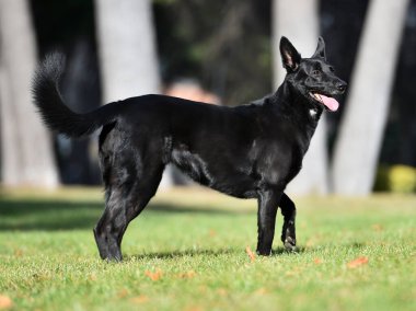 Bir Belçikalı çoban köpeği tarlada.