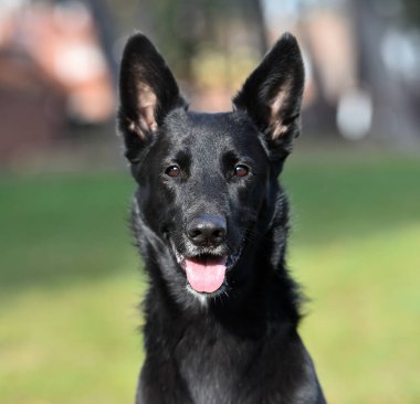 Bir Belçikalı çoban köpeği tarlada.
