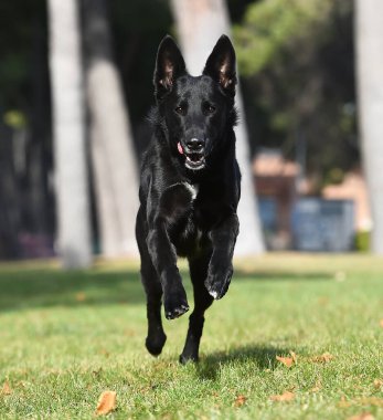 Bir Belçikalı çoban köpeği tarlada.