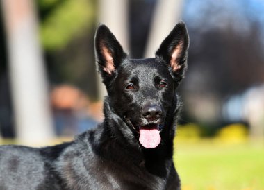 Bir Belçikalı çoban köpeği tarlada.