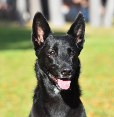 Bir Belçikalı çoban köpeği tarlada.