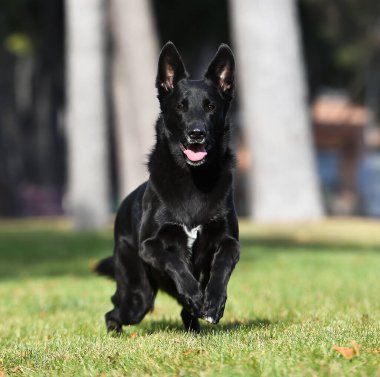 Bir Belçikalı çoban köpeği tarlada.