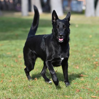 Bir Belçikalı çoban köpeği tarlada.