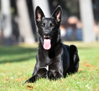 Tarlada siyah Belçikalı bir çoban köpeği