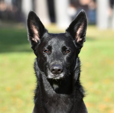 Tarlada siyah Belçikalı bir çoban köpeği