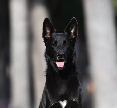 a black belgian shepherd dog in the field clipart