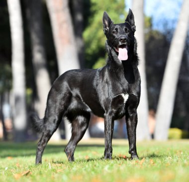 Tarlada siyah Belçikalı bir çoban köpeği