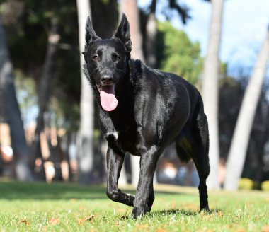 Tarlada siyah Belçikalı bir çoban köpeği