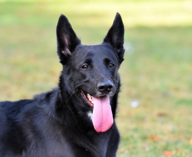 Tarlada siyah Belçikalı bir çoban köpeği