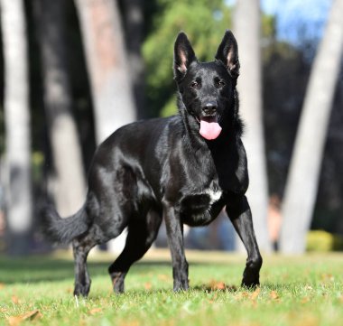 a black belgian shepherd dog in the field clipart