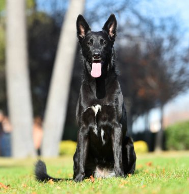 a black belgian shepherd dog in the field clipart