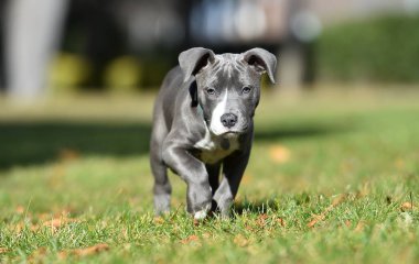 Parkta çalışan küçük bir Amerikan köpeği.